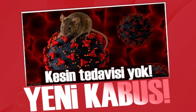 Uzman isimden hantavirüse karşı uyarılar: Karadeniz Bölgesi'nde yaşayanlar dikkat!