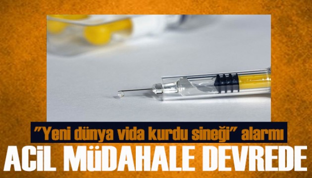 'Yeni dünya vida kurdu sineği' alarmı! Salgın tekrarlanıyor mu?