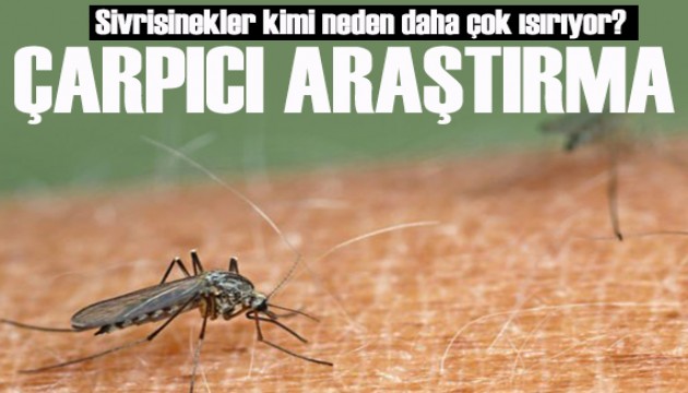 Sivrisinekler sizi daha mı fazla ısırıyor? Bilim insanları nedenini açıkladı