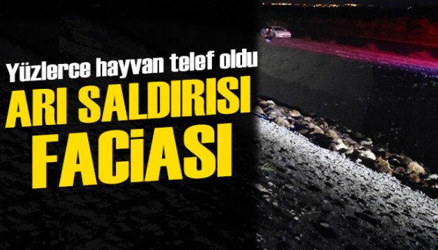 Arı saldırısı faciayla sonuçlandı: Yüzlerce hayvan telef oldu