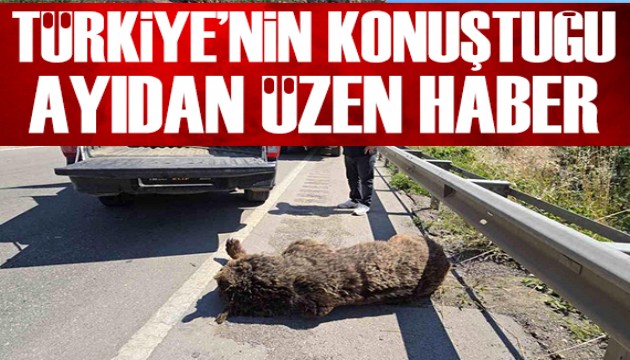 Arabanın çarptığı ayı telef oldu