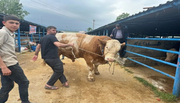 650 kilogram kemiksiz et! Pazarın gözdesi oldu
