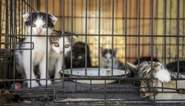 Yüzlerce kedi kurtarıldı