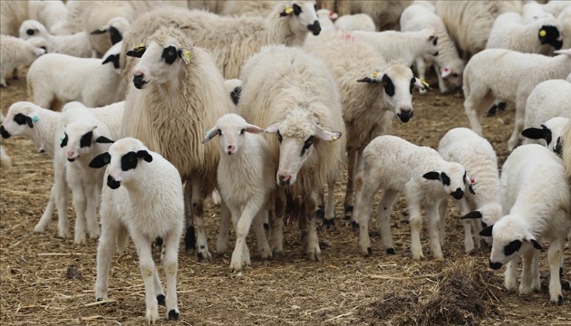 Küçükbaşa Destek Projesi başvuruları başladı