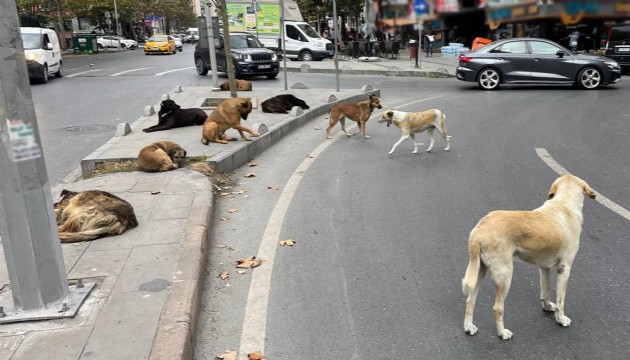 Vali Gül'den sokak hayvanları açıklaması