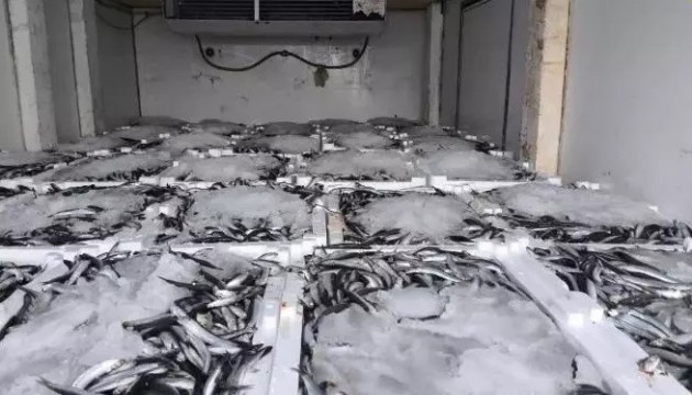 290 kasa balığa el konuldu