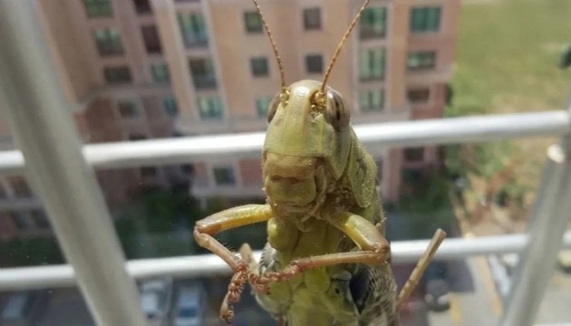 Bakanlıktan çekirge istilası açıklaması