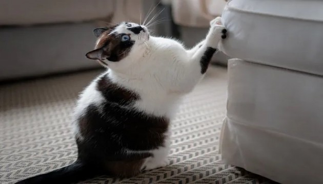 İspanya'da kaybolan kedi Fransa'daki evini buldu