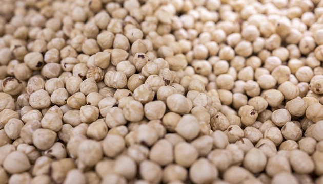 Fındıktan dev gelir