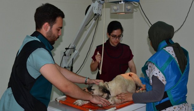 Hayvan hastanesi şifa dağıtıyor