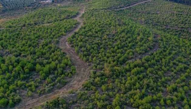 Bir ilde daha ormanlık alanlara giriş yasaklandı