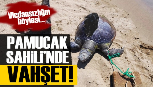 Vicdansızlığın böylesi: Ayağına taş bağlanan Caretta Caretta ölü bulundu