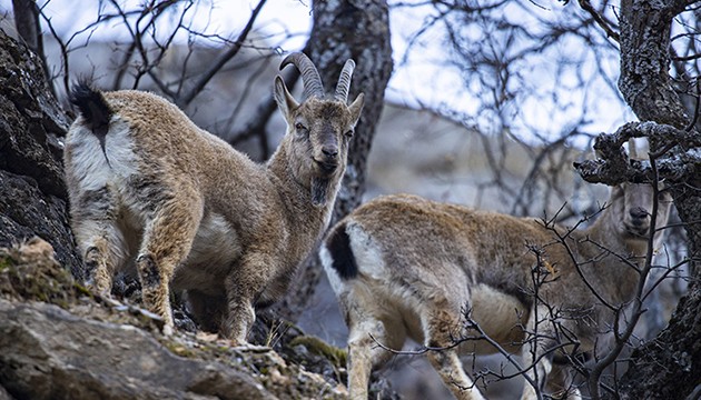 Yaban keçileri vadiye indi