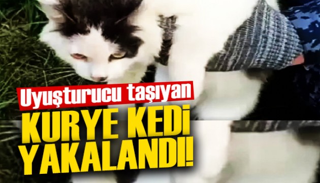Cezaevine uyuşturucu taşıyan 'kurye kedi' yakalandı