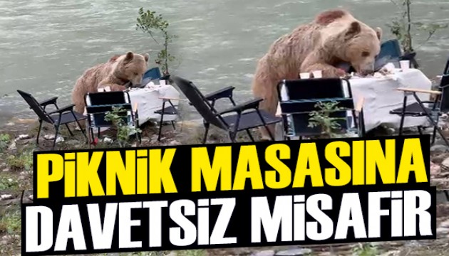 Piknik masasına ayı çöktü