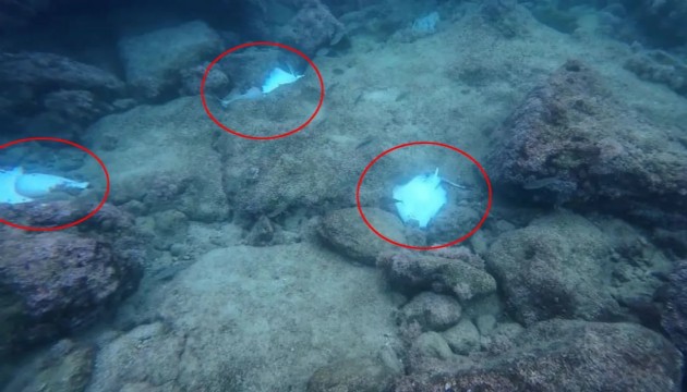 Denize girerken dikkat! Onlarcası ölü bulundu