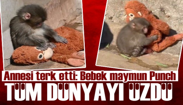 Oyuncağı annesi sanan maymun Punch tüm dünyayı üzdü