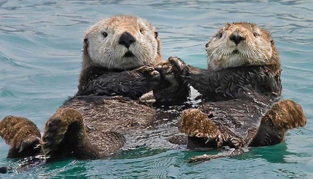 Tunceli'de su samuru görüntülendi