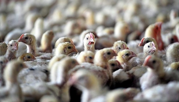 O ülkede ilk H5N1 kuş gribi vakası görüldü