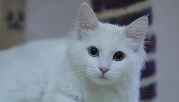 Van kedileri 120 yavru doğurdu