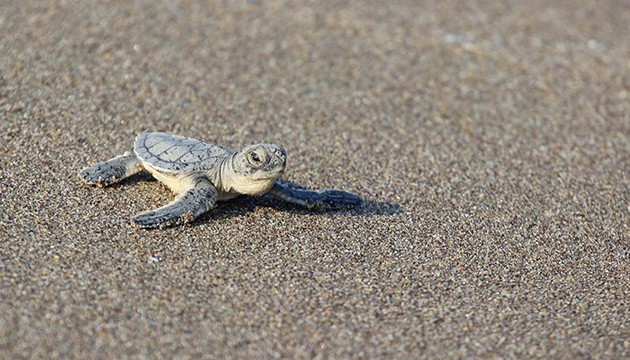 Binlerce yavru denize kavuştu